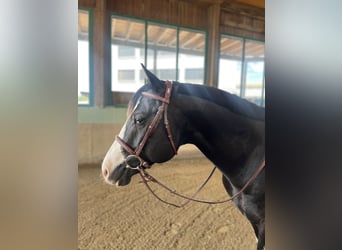 Paint Horse, Stallion, 7 years