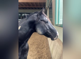 Paint Horse, Stallion, 7 years