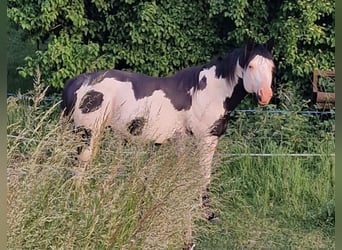 Paint Horse, Stallion, 8 years, 14,2 hh, Overo-all-colors
