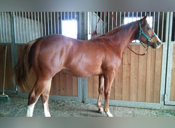 Paint Horse, Stallion, 8 years