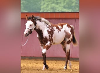 Paint Horse, Stallion, 8 years, 14,3 hh, Black