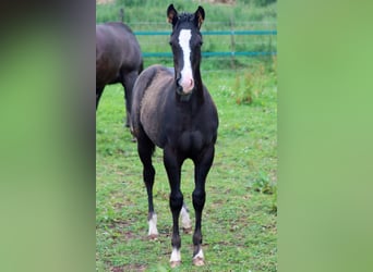 Paint Horse, Hengst, Fohlen (02/2024), 14,2 hh, Rappe