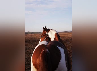 Paint Horse, Stallion, Foal (05/2023), 14.2 hh, Chestnut