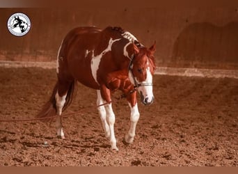 Paint Horse, Stallion, Foal (05/2023), 14.2 hh, Chestnut