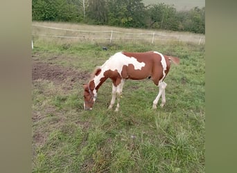 Paint Horse, Stallion, Foal (05/2023), 14.2 hh, Chestnut