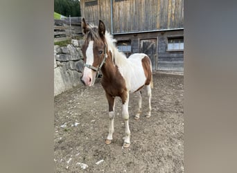 Paint Horse Mix, Stallion, Foal (05/2023), 14.2 hh