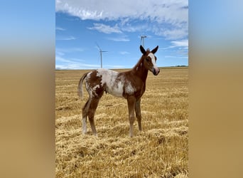Paint Horse Mix, Stallion, Foal (06/2024), 14.2 hh, Overo-all-colors