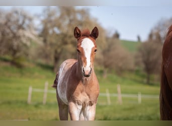 Paint Horse, Stallion, Foal (04/2023), 14.2 hh, Roan-Red