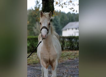 Paint Horse, Stallion, Foal (04/2023), 14.2 hh, Tobiano-all-colors