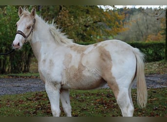 Paint Horse, Stallion, Foal (04/2023), 14.2 hh, Tobiano-all-colors