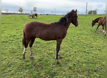 Paint Horse, Stallion, Foal (05/2023), 14.2 hh, Tobiano-all-colors