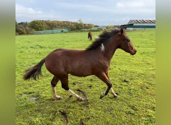 Paint Horse, Stallion, Foal (05/2023), 14.2 hh, Tobiano-all-colors