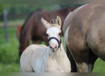 Paint Horse, Stallion, Foal (04/2023), 14.2 hh