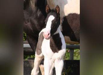 Paint Horse, Stallion, Foal (04/2024), 14.3 hh, Black