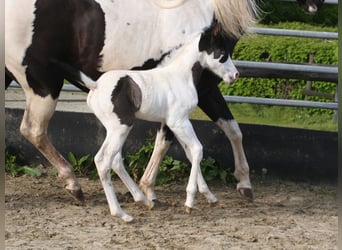 Paint Horse, Stallion, Foal (04/2024), 14.3 hh, Black