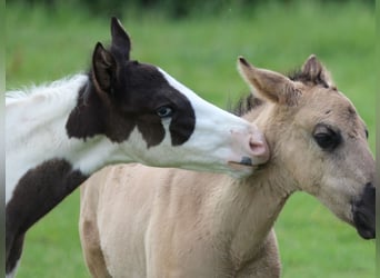 Paint Horse, Stallion, Foal (04/2024), 14,3 hh, Black