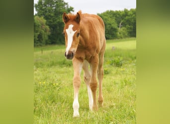 Paint Horse, Stallion, , 14.3 hh, Chestnut-Red