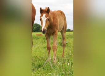 Paint Horse, Stallion, , 14.3 hh, Chestnut-Red