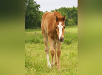 Paint Horse, Stallion, , 14.3 hh, Chestnut-Red