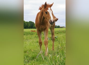 Paint Horse, Stallion, , 14.3 hh, Chestnut-Red