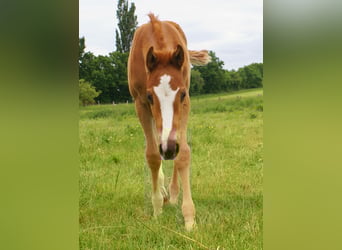 Paint Horse, Stallion, , 14.3 hh, Chestnut-Red