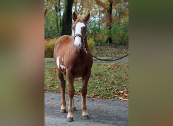 Paint Horse Mix, Stallion, Foal (04/2023), 14.3 hh, Overo-all-colors