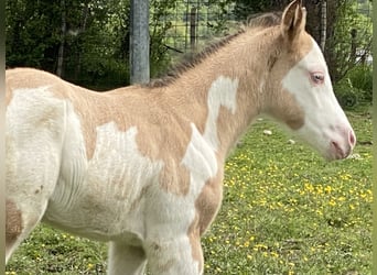 Paint Horse, Stallion, Foal (05/2024), 14.3 hh, Overo-all-colors