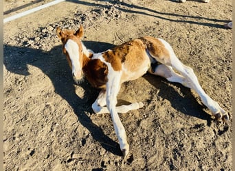 Paint Horse, Stallion, Foal (02/2025), 14.3 hh, Tobiano-all-colors