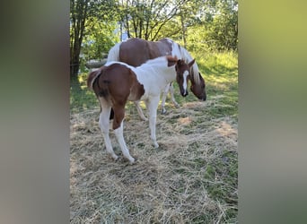 Paint Horse, Stallion, Foal (04/2024), 14,3 hh, Tobiano-all-colors