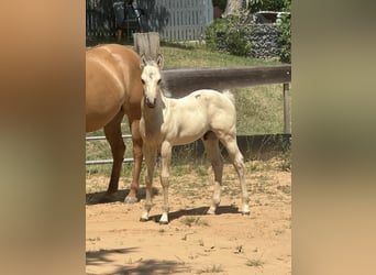 Paint Horse, Stallion, Foal (05/2025), 14,1 hh, Buckskin