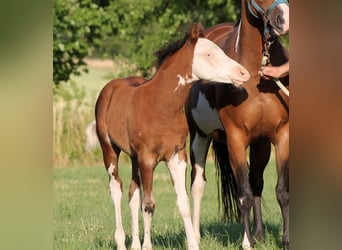 Paint Horse, Stallion, , 14,2 hh, Brown