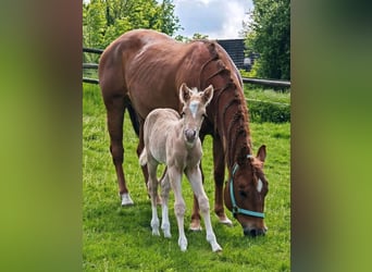 Paint Horse, Stallion, , 14,2 hh, Palomino