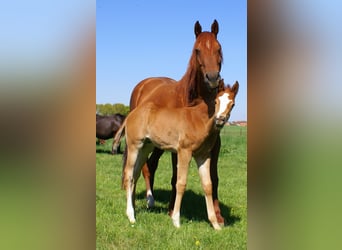 Paint Horse, Stallion, , 14,3 hh, Chestnut-Red