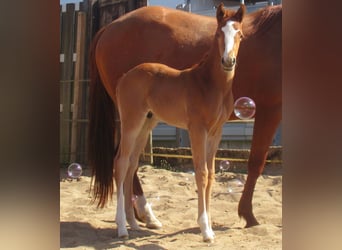 Paint Horse, Stallion, , 14,3 hh, Chestnut-Red