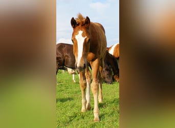 Paint Horse, Stallion, Foal (03/2025), 14,3 hh, Chestnut-Red