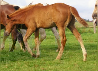 Paint Horse, Stallion, Foal (03/2025), 14,3 hh, Chestnut-Red