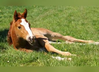 Paint Horse, Stallion, , 14,3 hh, Chestnut-Red