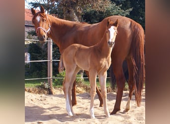 Paint Horse, Stallion, , 14,3 hh, Chestnut-Red