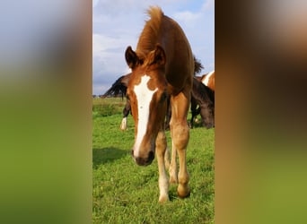 Paint Horse, Stallion, Foal (03/2025), 14,3 hh, Chestnut-Red