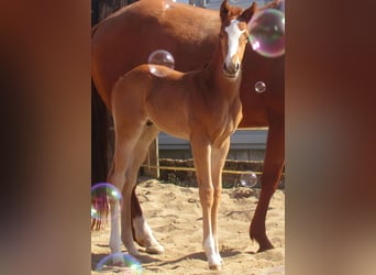Paint Horse, Stallion, , 14,3 hh, Chestnut-Red