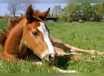Paint Horse, Stallion, , 14,3 hh, Chestnut-Red
