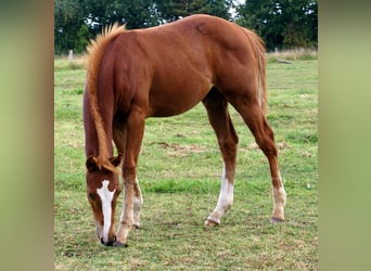 Paint Horse, Stallion, Foal (03/2025), 14,3 hh, Chestnut