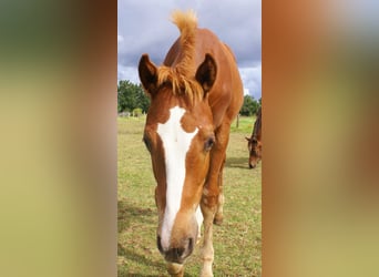 Paint Horse, Stallion, Foal (03/2025), 14,3 hh, Chestnut