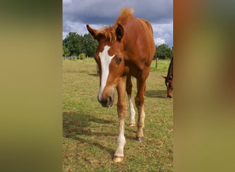 Paint Horse, Stallion, Foal (03/2025), 14,3 hh, Chestnut