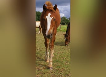 Paint Horse, Stallion, Foal (03/2025), 14,3 hh, Chestnut