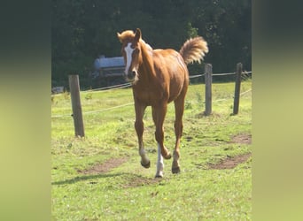 Paint Horse, Stallion, Foal (03/2025), 14,3 hh, Chestnut