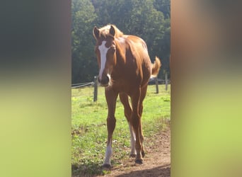 Paint Horse, Stallion, Foal (03/2025), 14,3 hh, Chestnut