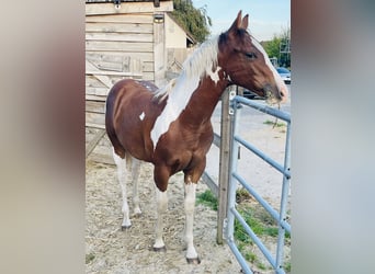 Paint Horse, Stallion, Foal (02/2025), 14,3 hh, Tobiano-all-colors