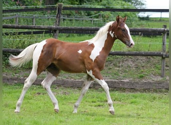 Paint Horse, Stallion, Foal (02/2025), 14,3 hh, Tobiano-all-colors