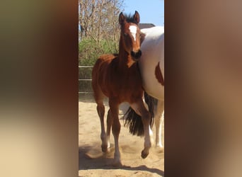Paint Horse Mix, Stallion, , 15.1 hh, Brown